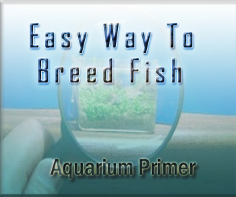 Product picture Guide To Breed Fish In Aquarium With Private Label Right